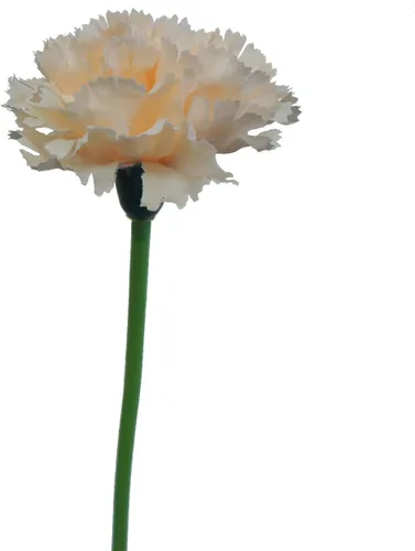 Miniatura 6 de Ramo de seda artificial de flores de clavel de 60 tallos (azul)