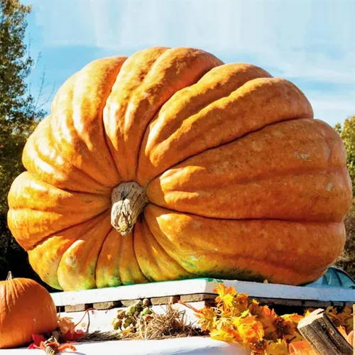 TomorrowSeeds - Semillas de calabaza gigante del Atlántico de Dill's - Más de 20 unidades - para la competencia de tallado de reliquias de