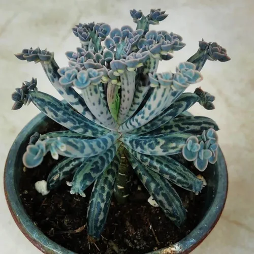 Rara Kalanchoe Tubiflora Suculenta | Planta exótica de araña de madre de millones de 4 pulgadas