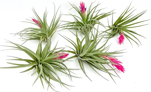 Miniatura 19 de ragnaroc Air Plants - Tillandsia Caput Medusae Floreciente, Grande 5-7" - 1ct - Llegada Viva Garantizada - Plantas de Casa para Decoración del Hogar