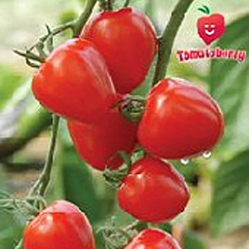 Semillas de tomate Tomatoberry (45 semillas) Semillas para plantar, granja, cultivo en jardín, invernadero, vegetal, fruta