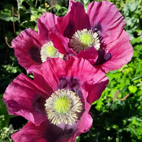 Miniatura 5 de Semillas mixtas de amapola para plantar, más de 10000 semillas de amapola de California de polinización abierta, sin OMG