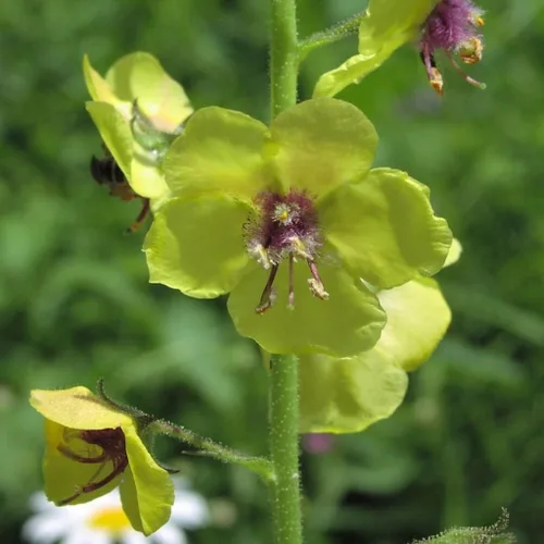 Miniatura 7 de Semillas de gordolobo de polilla (Verbascum blattaria) Más de 50 semillas medicinales de flores silvestres en cápsulas de semillas congeladas