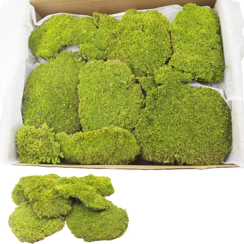Miniatura 7 de FAICOIA Almohada de musgo preservado a granel verde natural preservado para plantas en maceta, 2.5 pies cuadrados, bolas de musgo verde
