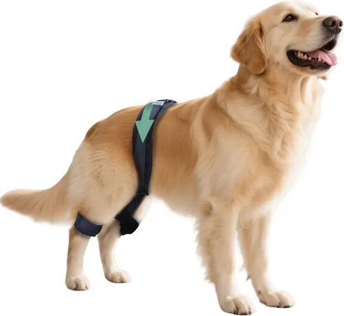 Soporte ajustable para piernas de perro para displasia de cadera, transpirable y de apoyo para aliviar el dolor, prevenir y mejorar la displasia