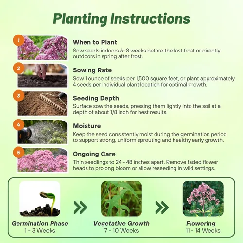 Miniatura 4 de Outsidepride Joe Pyeweed Eupatorium Seeds - 5000 semillas de flores perennes fáciles de cultivar, no invasivas para plantar para jardines