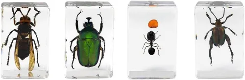 Miniatura 9 de Celestron Bugs 3D reales en resina transparente - Juego de 4 piezas incluye espécimenes de escorpión, cigarrilla, tejedor de orbes y escarabajos