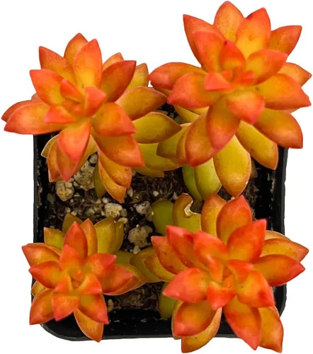 Miniatura 21 de Sprout N Green Golden Jade - Crassula Ovata 'Hummel Sunset', rara planta suculenta linda totalmente enraizada en maceta de 2 pulgadas con tierra
