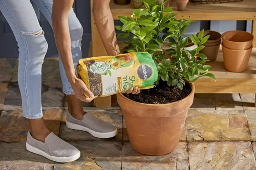 Miniatura 6 de Miracle-Gro 3002810 Shake 'N Feed - Fertilizante de liberación continua para plantas cítricas, aguacate y mango, 8 lbs.