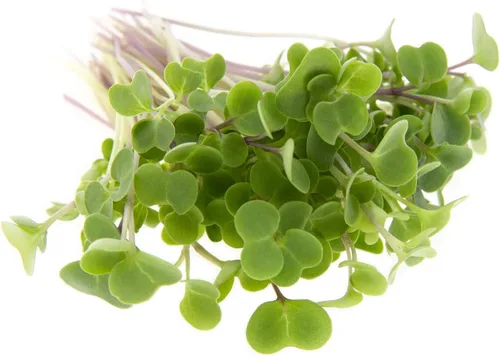 Miniatura 6 de Kale Trio Sprouting & Microgreen Mix Contiene semillas de col rizada azul, Premier y rojas de col rizada rusa Semillas tradicionales sin OMG