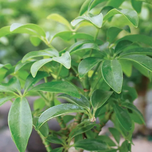 Miniatura 5 de Brussel's Bonsai Live Hawaiian Umbrella Árbol Bonsái - Pequeño, 3 años, 4 a 7 pulgadas de alto - Árbol bonsái de interior con maceta para bonsái