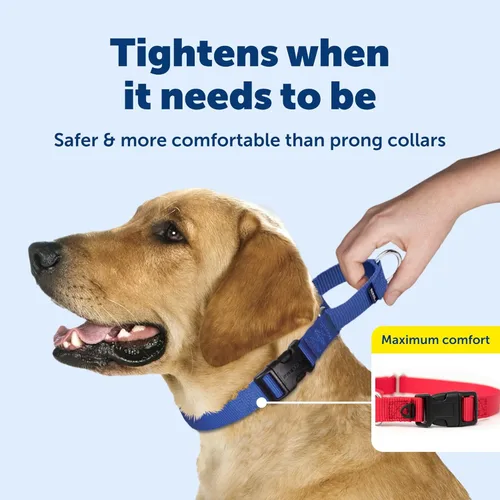 Miniatura 3 de Collar de la martingala de PetSafe Petite con hebilla rápida instantánea, Púrpura profundo