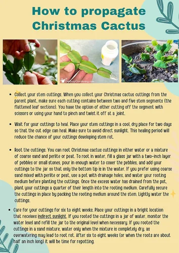 Miniatura 6 de Planta viva de cactus de Navidad blanca de 4 pulgadas. Fácil de cultivar y cuidar, csctus navideño. Blanco