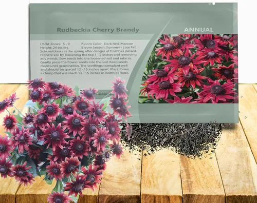 Outsidepride Cherry Brandy Rudbeckia Seeds - 25 unidades. Semillas de flores anuales, fáciles de cultivar y auto-siembradas para plantar flores