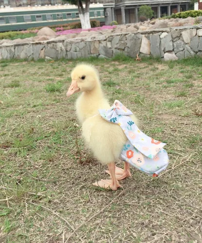 Miniatura 4 de Pañales para aves de corral - Impermeables, ajustables, lavables y reutilizables para patos, pollos y gansos (XL: 12.35 oz-15.87 oz)