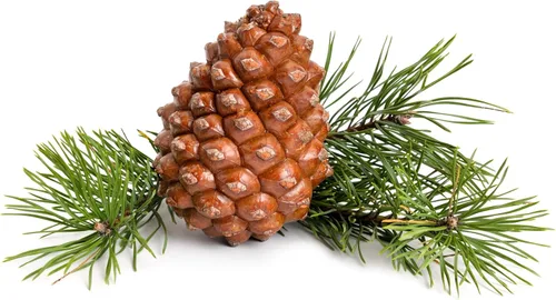 Miniatura 5 de 5 Pine Nut Italian Stone Pine Pinus Pinea Umbrella Evergreen Conifer Tree Seeds