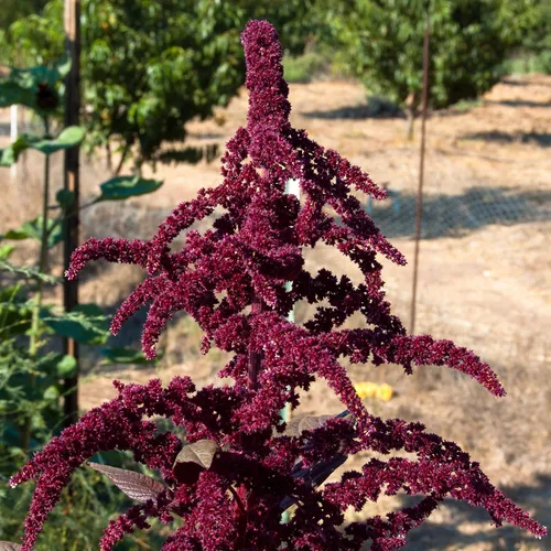 Miniatura 2 de Plant Good Seed Semillas orgánicas de tinte rojo hopi para plantar: hojas comestibles y semillas negras, flores rojas escarlatas, paquete de 600