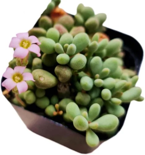 Miniatura 11 de Plantas de Cactus y Suculentas Vivas (Maceta de 5 cm Oscularia deltoides 'Planta de Hielo Rosa')
