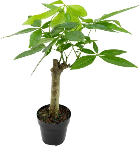 Planta de Árbol de Dinero Viva, Árbol de Dinero Pachira Aquatica, Árbol de Dinero Feng Shui Pachira Aquatica, Planta Pachira Bonsai en Maceta