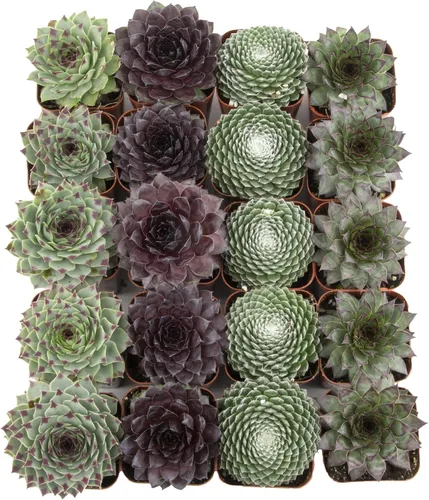 Miniatura 11 de Plantas suculentas 20 suculentas Sempervivum Enraizadas en macetas con tierra Plantas de interior reales Regalos o decoración de habitación