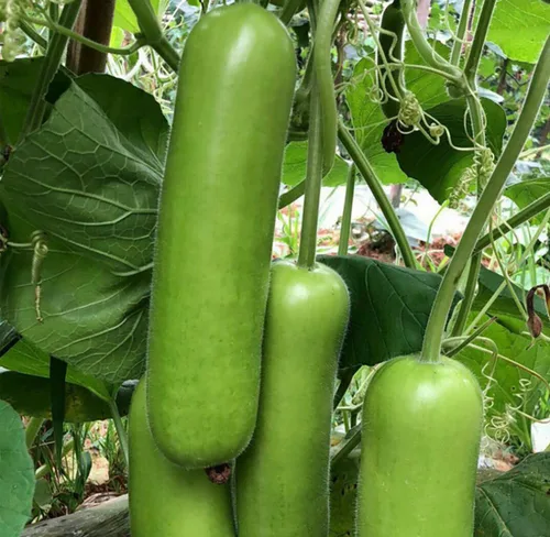 Semillas de calabaza botella Heirloom Nueva Lauki Cucuzzi Opo Asian Calabash Melón Calabaza China Sin OMG Heirloom 20 piezas