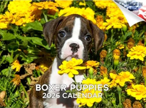 Miniatura 76 de Calendario 2025 2026 de cachorros Cocker Spaniel - Calendario mensual de pared de raza de perro - 12" x 24" abierto - Papel grueso sin sangrado