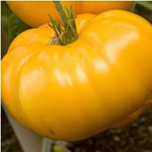 Giant Belgium - Semillas de tomate (amarillo) (45 semillas) para plantar, granja, cultivo en jardín, invernadero, vegetal, fruta