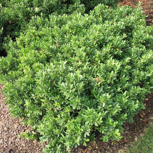 Miniatura 2 de Hoogendoorn Holly Shrub I 3 Live Plants I Ilex Crenata Árbol de hoja perenne brillante para setos, pantallas de privacidad y acentos decorativos
