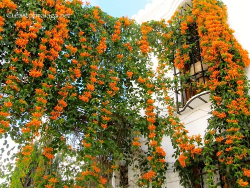 Miniatura 5 de UPC0764425789901 - Semillas de vid naranja gigante (Pyrostegia venusta) de Robsrareandgiantseeds UPC0764425789901 sin OMG, orgánico, cultivador