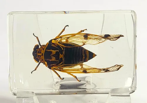 Miniatura 14 de 44mm Escorpión real asiático gigante en resina de lucite transparente cristal, especímenes de artesanía, insectos de animales varios, colección