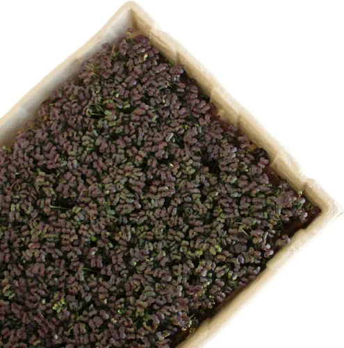 Miniatura 3 de Handy Pantry True Microgreen Tray - Bandejas compostables para cultivo de plantas ecológicas, hojas de papel rígido de un solo uso con agujeros, se