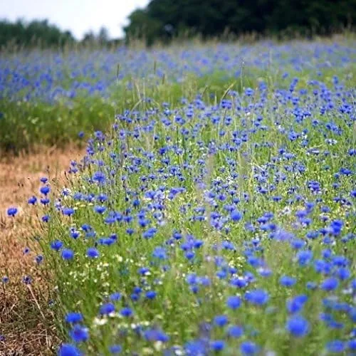 Miniatura 3 de Semillas de botón de aciano/soltero a granel sin OMG - Tall Blue Centaurea cyanus (1 lb) 90,000 semillas