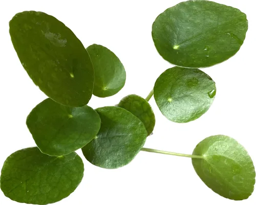 Miniatura 6 de Planta viva de dinero chino – Planta viva Pilea peperomioides Planta de interior de fácil cuidado Purificadora de aire Maceta de 4 y 6