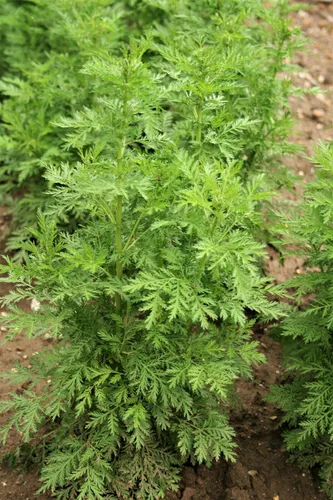 Miniatura 5 de Ajenjo Dulce Artemisia Annua Dulce Annie Artemisa Hierba Sagewort rasa1ca (1000 Semillas)