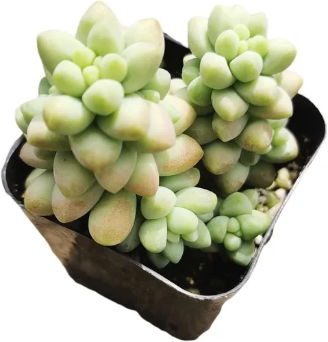 Miniatura 17 de Plantas de cactus suculentas vivas de USKC (maceta de 2 pulgadas) (Adromischus Maculatus)
