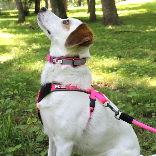 Miniatura 2 de Pawtitas Cuello ajustable reflectante para perro, Collar para perro acolchado, Negro