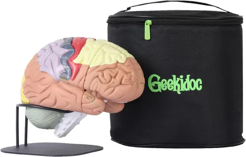 Modelo de cerebro humano con números grabados con láser y etiquetado | Incluye soporte de metal resistente, funda de transporte ligera y disecciones