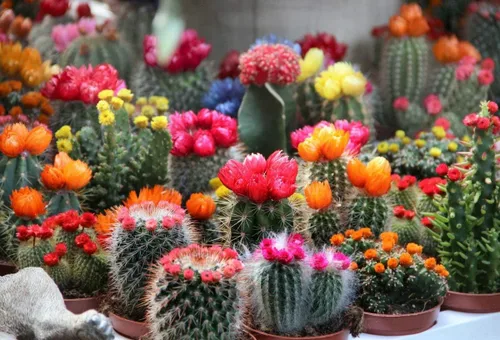 Miniatura 4 de Semillas Cactus (Cacti) Mix - Orgánico