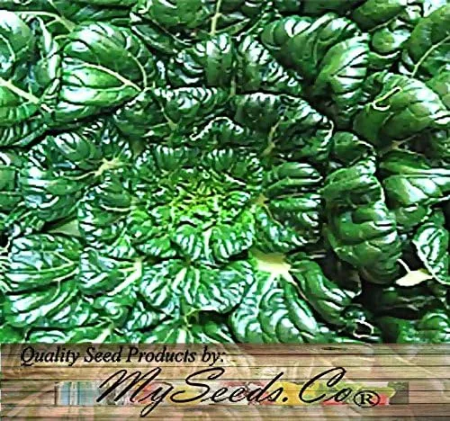 Miniatura 4 de Paquete grande - Semillas sin transgénicos de MySeeds.Co