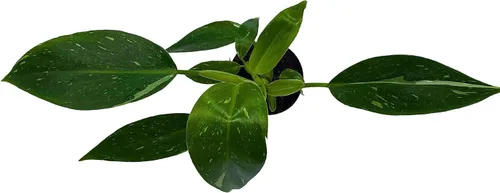 Miniatura 5 de BubbleBlooms White Knight Philodendron, Philodendron Erubesens Hybrid - Maceta híbrida de 2 pulgadas
