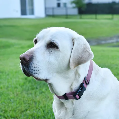 Miniatura 5 de Dogline Biothane - Collar impermeable para perro con hebilla de liberación rápida, resistente cincha de nailon recubierta con resistente y a prueba