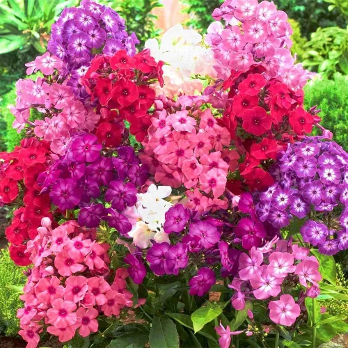 Miniatura 3 de Semillas Phlox Mix - Flores perennes para plantar