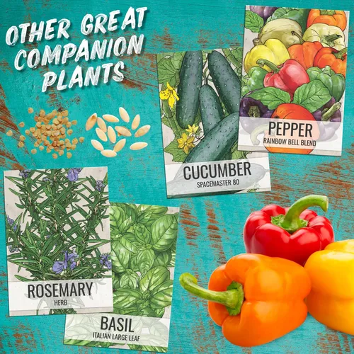 Miniatura 8 de Seed Needs Tiny Tim Semillas de tomate para plantar tomates cherry enanos, semillas de verduras sin OMG y sin tratar para plantar un huerto al aire