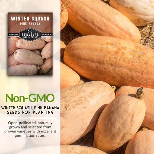 Miniatura 3 de Semillas de calabaza de invierno de plátano rosa para plantar – Semillas de vegetales tradicionales sin OGM – Extra grande, alto rendimiento, fácil