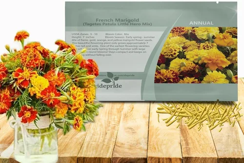 Miniatura 12 de Outsidepride 250 semillas anuales Tagetes Patula Outback French Marigold Garden Flower Seed Mix para plantar French Outback Mix