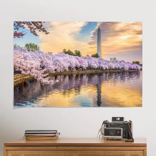 Miniatura 2 de Washington DC, Monumento de Washington y flores de cerezo que se reflejan al atardecer