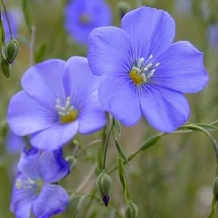 Miniatura 7 de Semillas de lino azul a granel sin OMG - Linum perenne (1 libra)