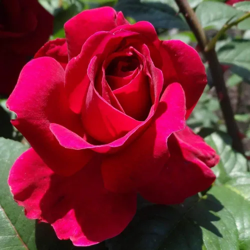 Rosas trepadoras inglesas de reliquia, planta de raíz propia viva para jardín al aire libre, Tess of the d'Urbervilles®, Moderadamente fragante,