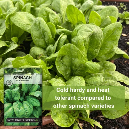 Miniatura 5 de Sow Right Seeds - Semillas de espinaca Bloomsdale para plantar - Paquete de reliquia sin OMG con instrucciones para plantar y cultivar un huerto