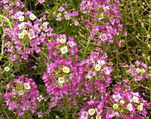 Miniatura 2 de 1000 semillas dulces de Alyssum Lobularia Maritima rosa enana (cubierta del suelo)